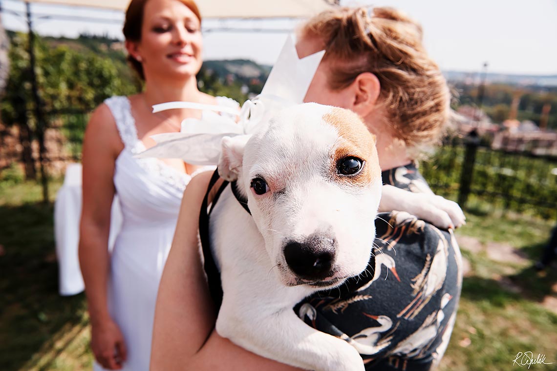 svatební fotografie se psem