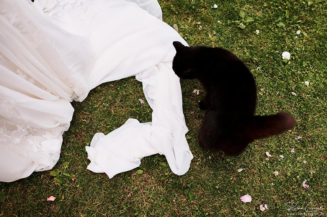 černá kočka a bílé svatební šaty