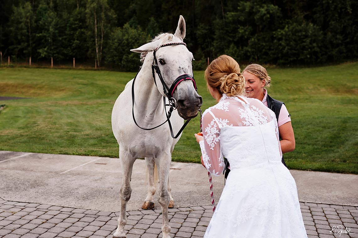 kůň na svatbě