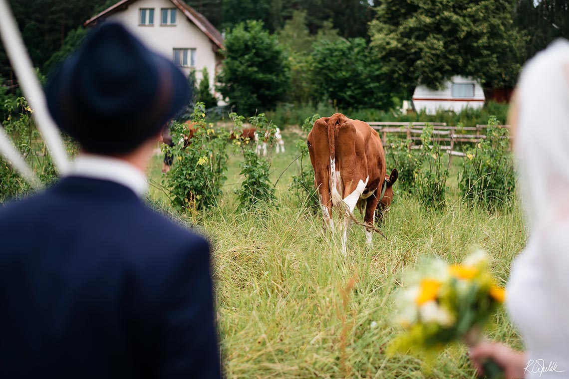vtipná svatební fotografie s krávou