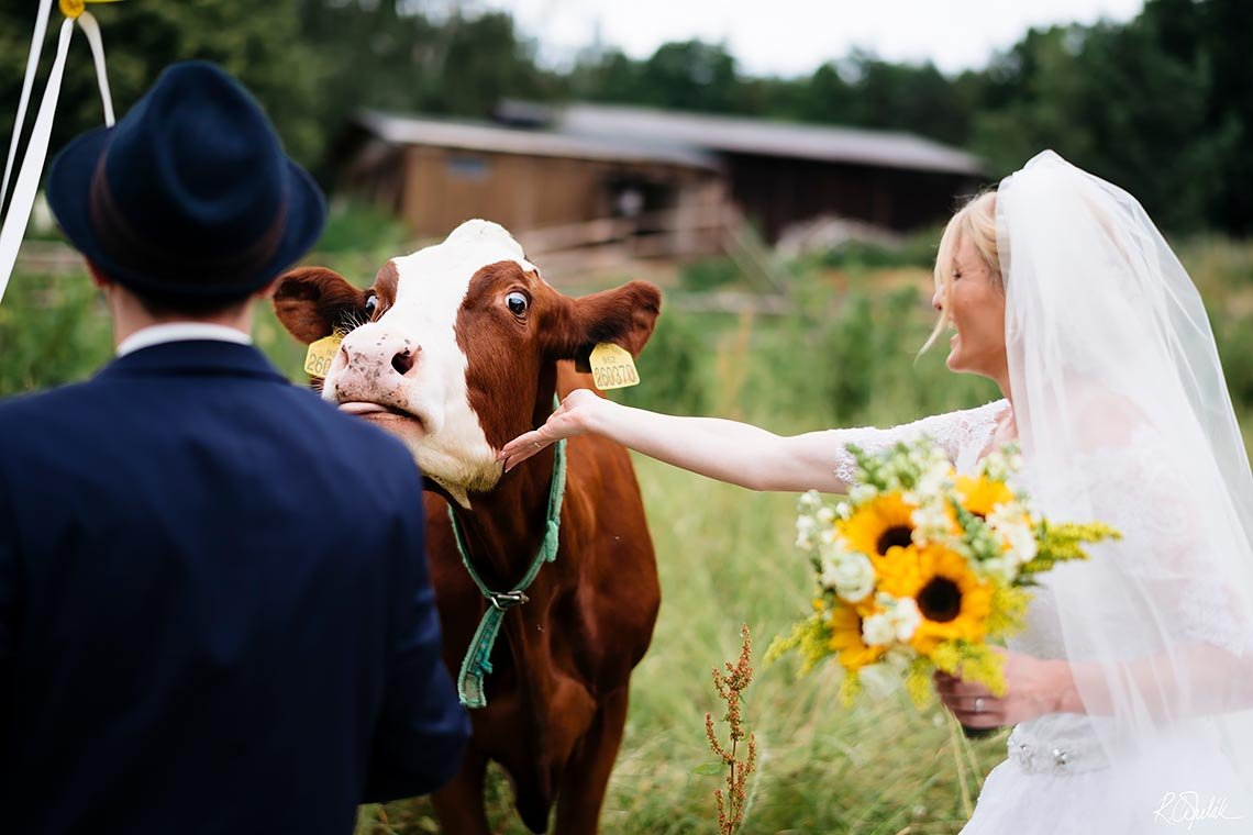 netradiční svatební fotografie s krávou