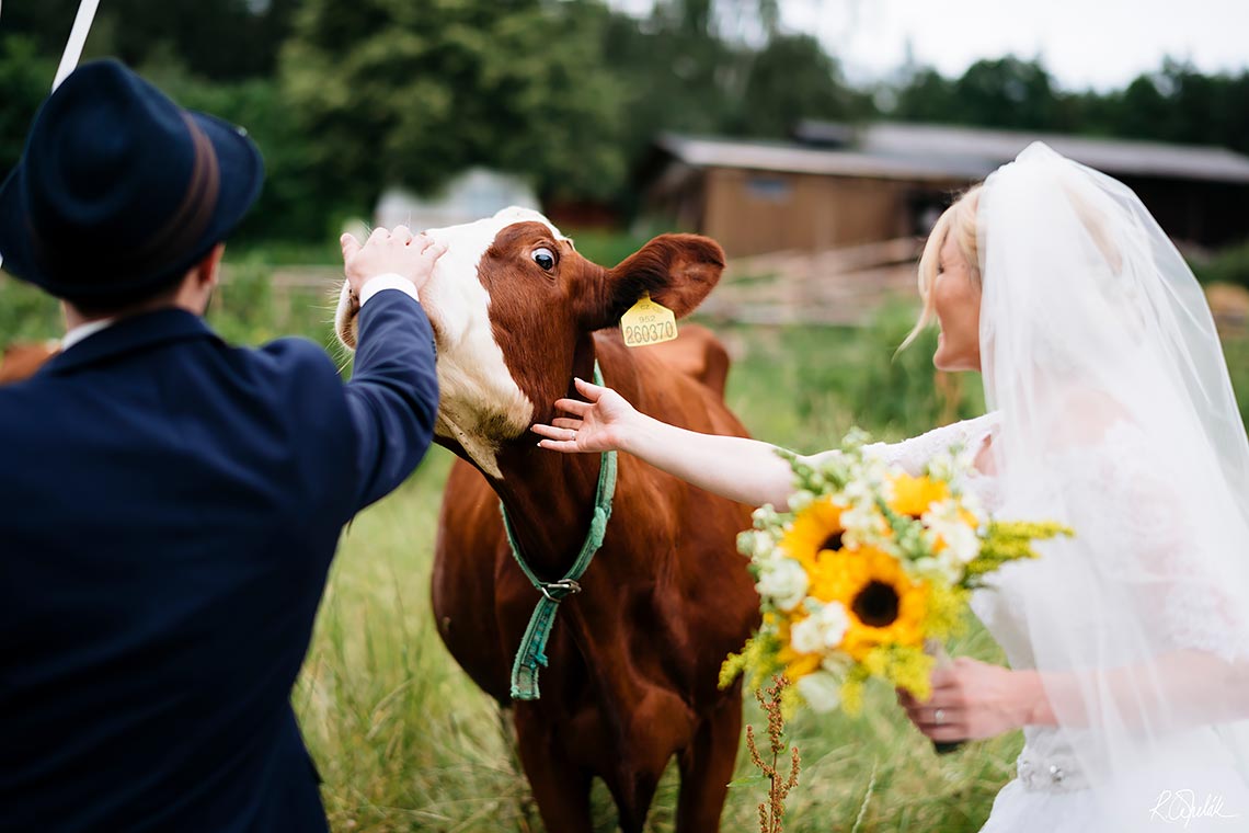 netradiční svatební fotografie s krávou