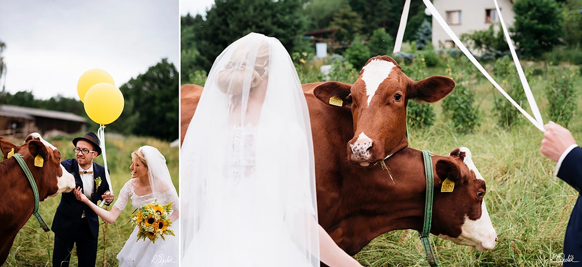 netradiční svatební fotografie s krávama