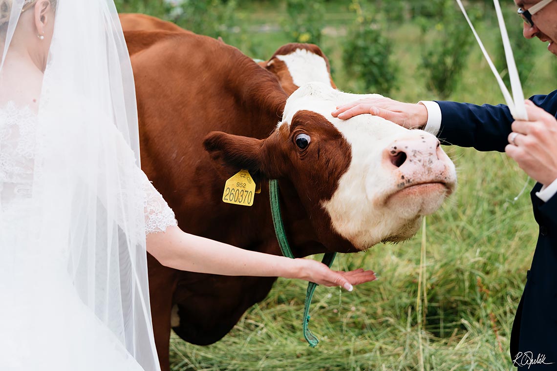 svatební fotografie s krávou