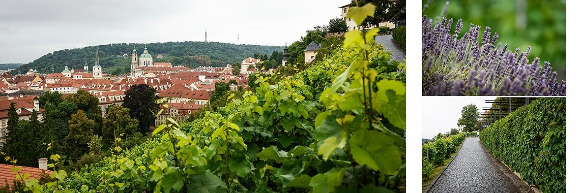 svatba ve Svatováclavské vinici v Praze svatba ve Svatováclavské vinici v Praze